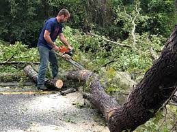 How Our Tree Care Process Works  in  Wallace, ID