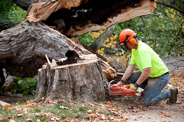 Best Aeration Services  in Wallace, ID